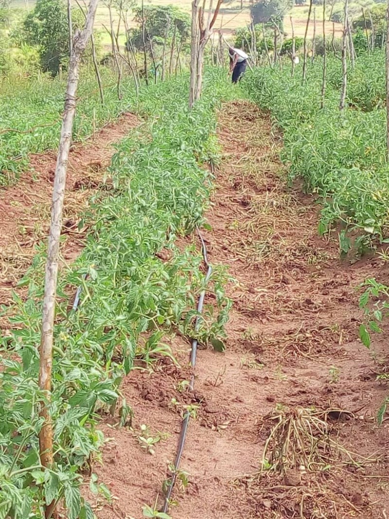 Tomatoes Jan 21