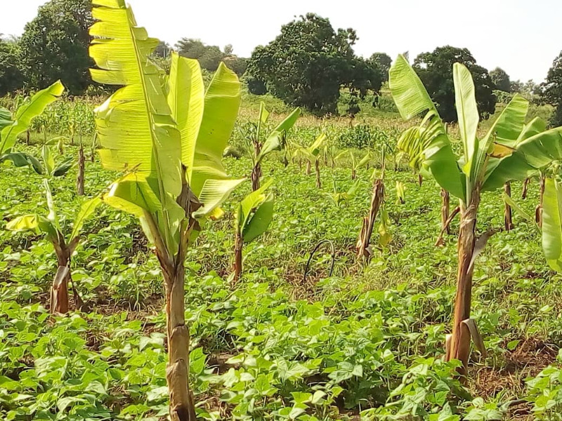 Jan 21 Bananas and beans