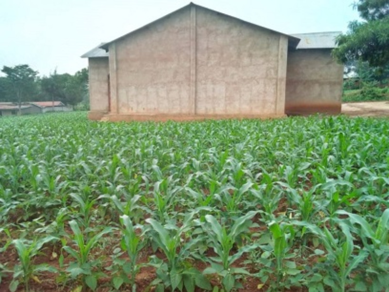 Church maize crop
